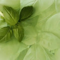 Basilic